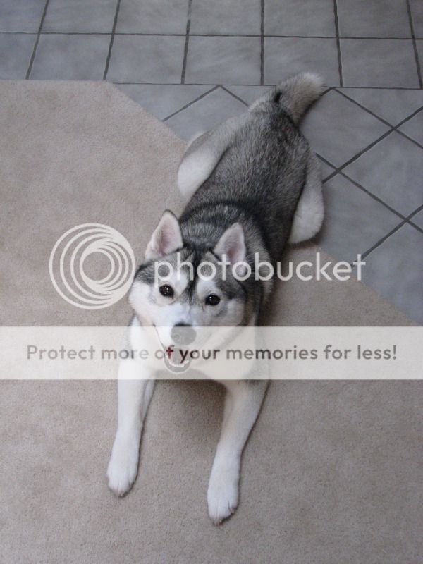 Photos Of the the mysteriouse husky coat transformation.